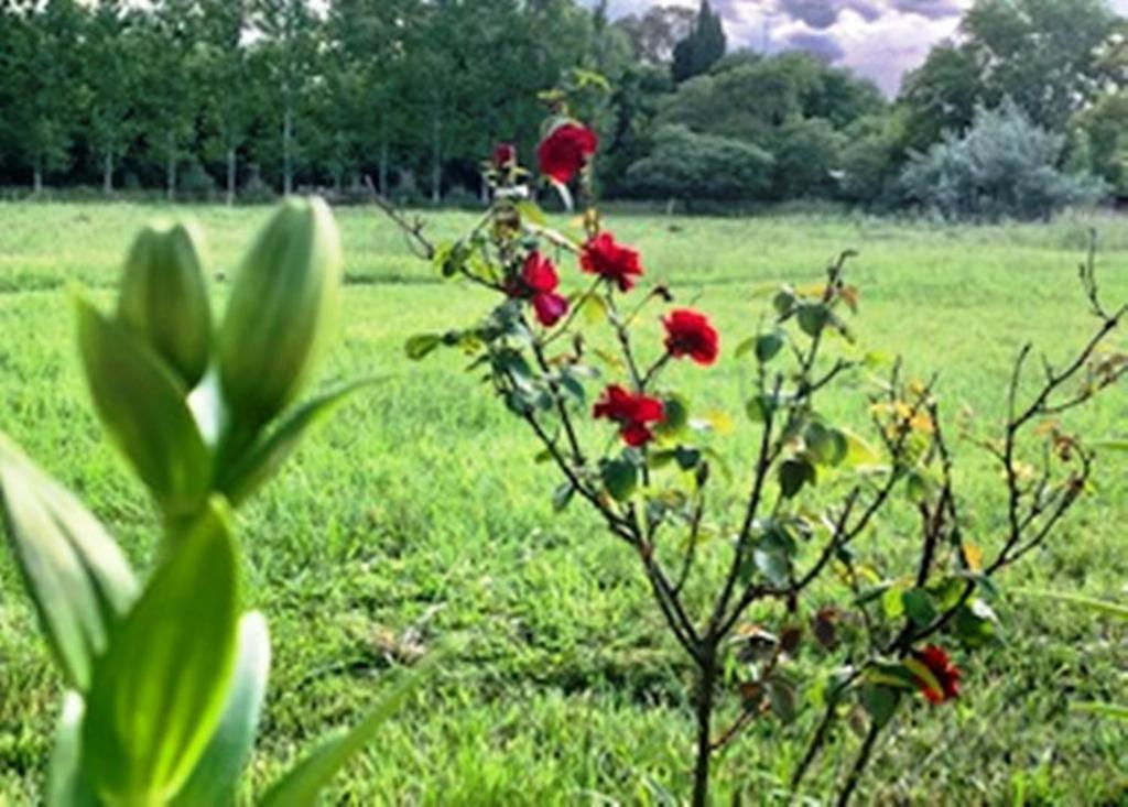 Don Luis Bueno Holiday home Carmen de Areco